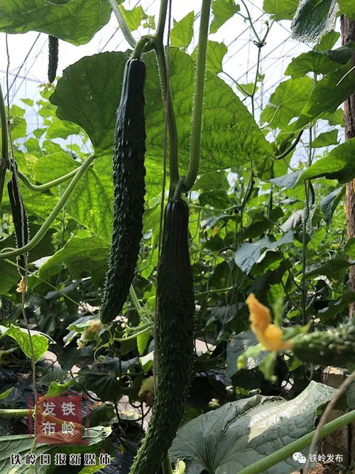 李千户镇 一村一品，中草药种植铺就致富路