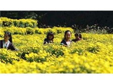 亳州市谯城区俊杰中药材种植专业合作社产品展示 生态种植下的中草药瑰宝