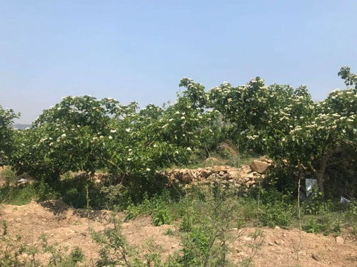 济宁市妇联赴泗水调研巾帼脱贫工作，聚焦中草药种植新路径