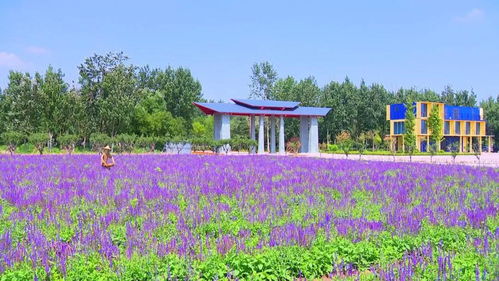 山东潍坊 沃野药草香，致富道路广