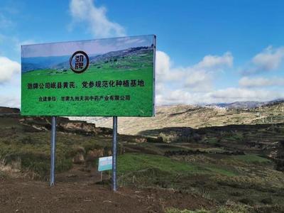 千年药乡有名气，岷县道地“GAP”——走进劲牌黄芪当归党参基地