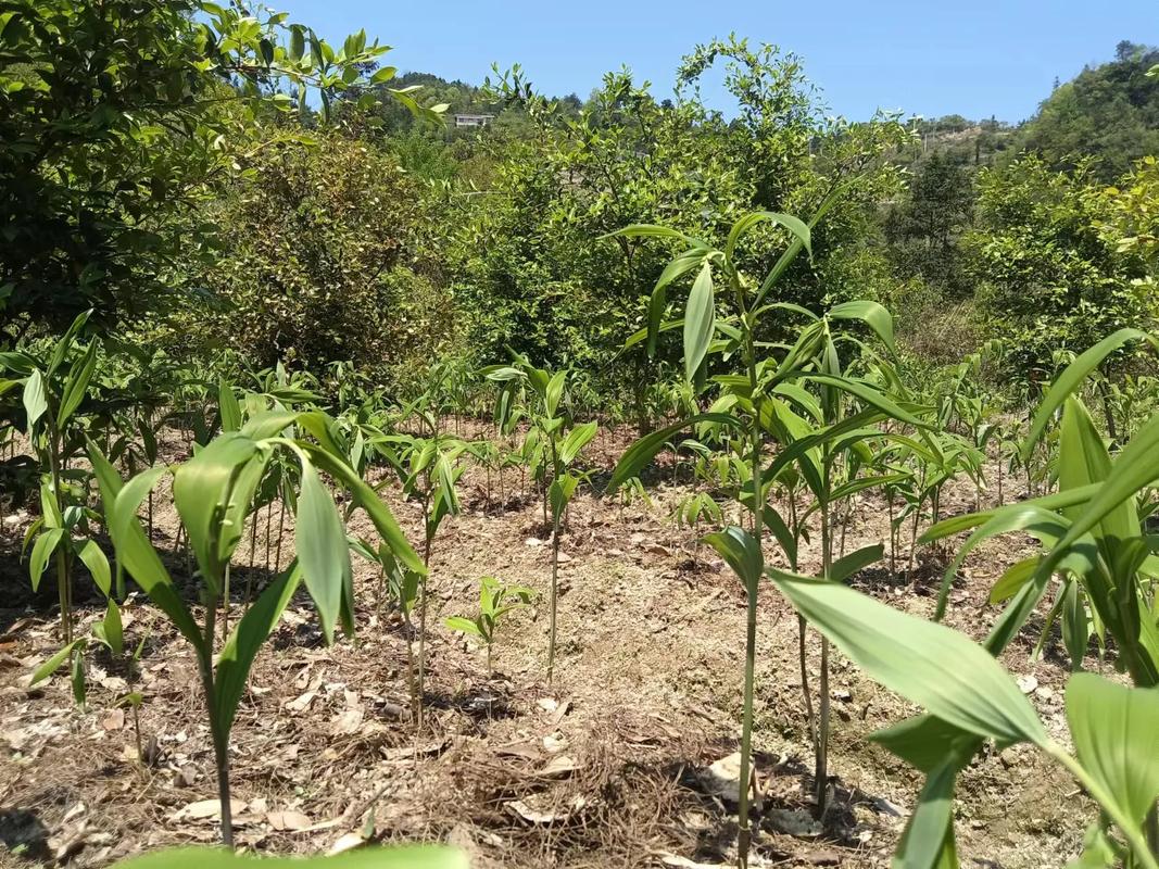 玉竹飘香产业兴，中药材种植基地的绿色崛起