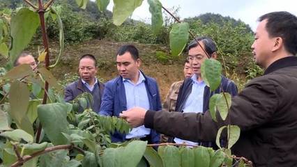 绥阳金银花种植标准化示范区通过验收 推动中草药产业高质量发展